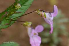 Impatiens badrinathii